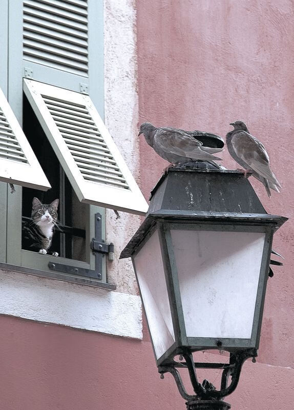 宿敌的里程悲，当勇士的团队铁拳粉碎灰熊，哈利伯顿却奏响个人史诗