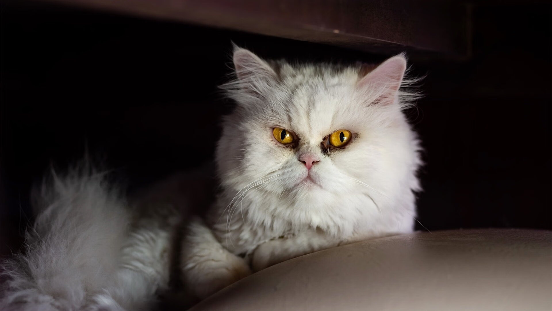 伦纳德死亡缠绕锁死纽约！黄蜂36分狂胜背后，现代篮球美学之极致