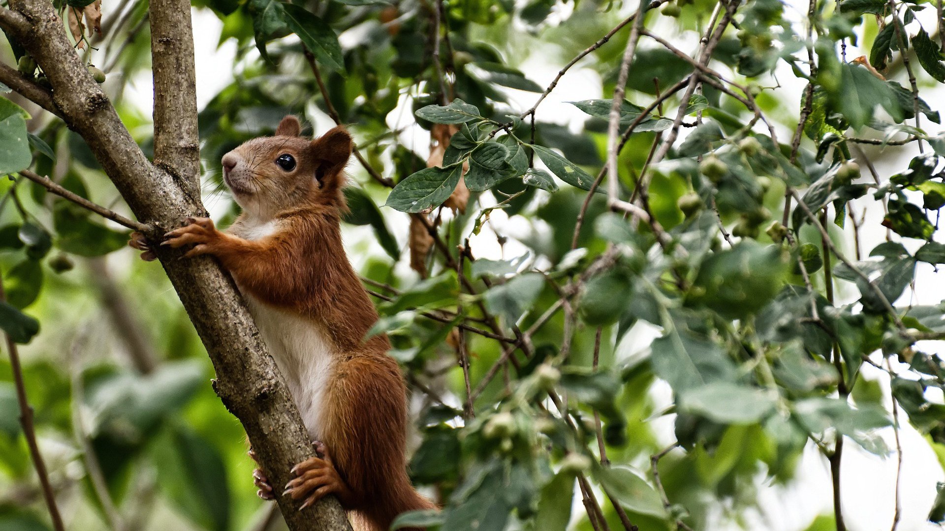 德甲争冠战，勒沃库森请来了国王詹姆斯？