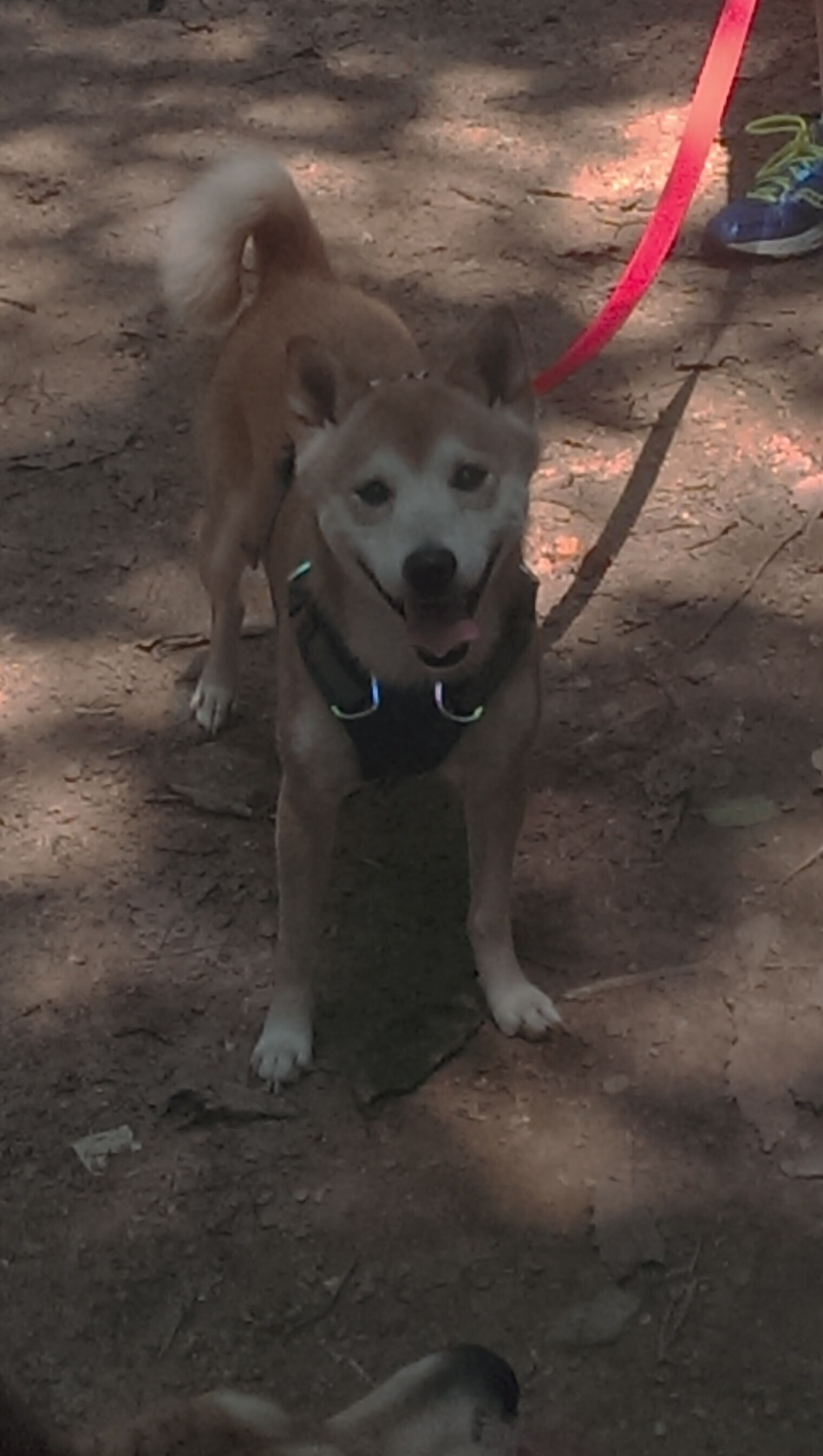 新秩序的闯入者，当安哥拉终结比利时，哈兰德写下足球的另一种宣言