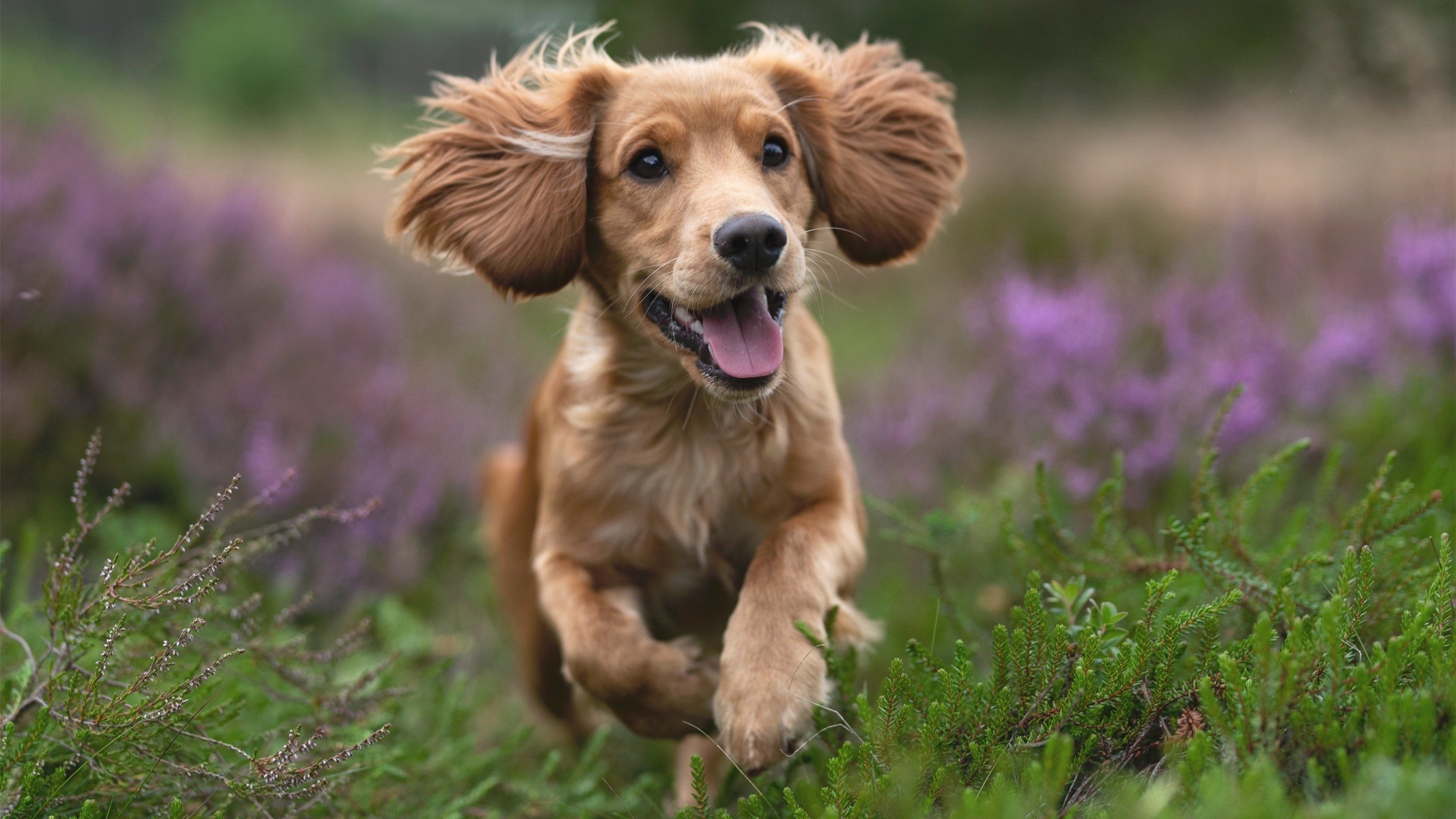 平行宇宙的防守艺术,当公牛借来杜兰特锁死森林狼
