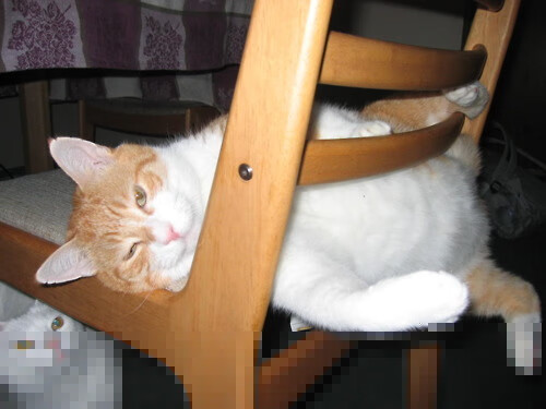 罗德里戈爆发梅开二度,葡萄牙本菲卡争冠战胜出巴萨