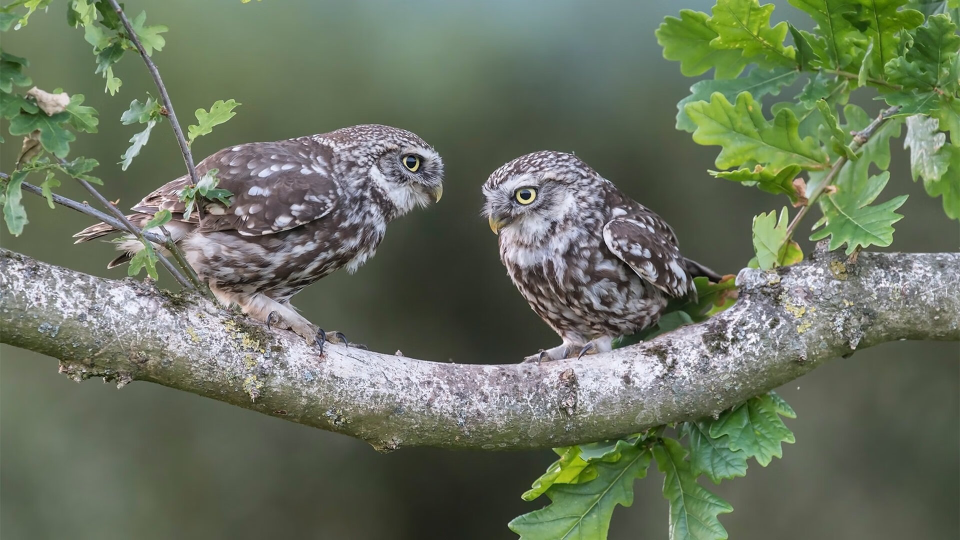 长城之盾，北京队封锁马刺，文班亚马末节爆发成关键先生