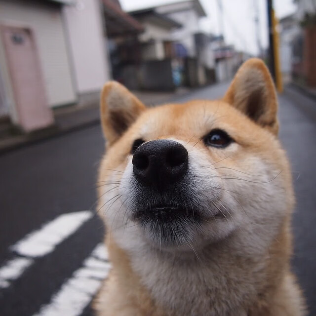 安哥拉力克哥伦比亚，阿劳霍唯一性之夜接管F1争冠战