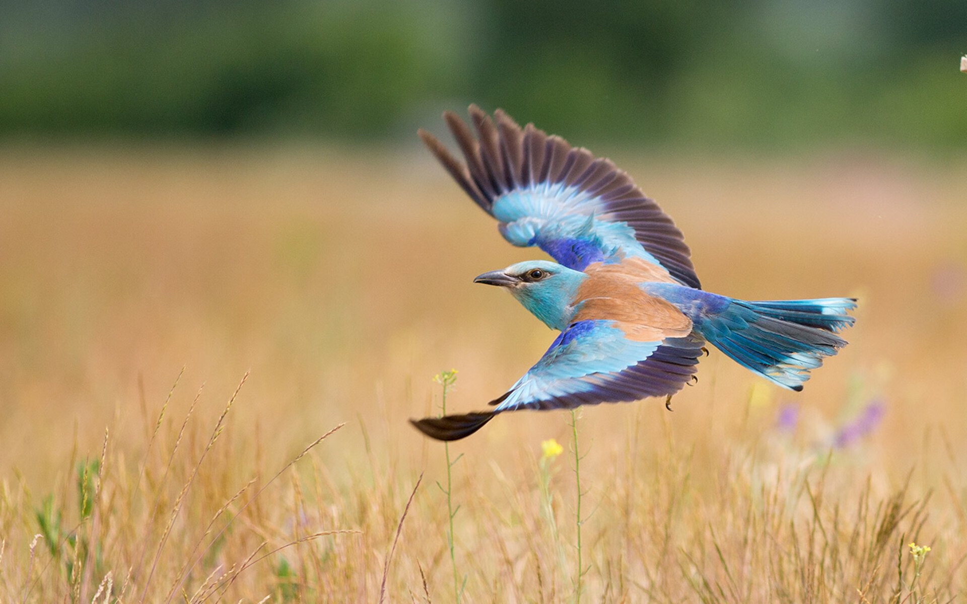 意甲焦点战之夜，当绿茵场需要勒布朗·詹姆斯