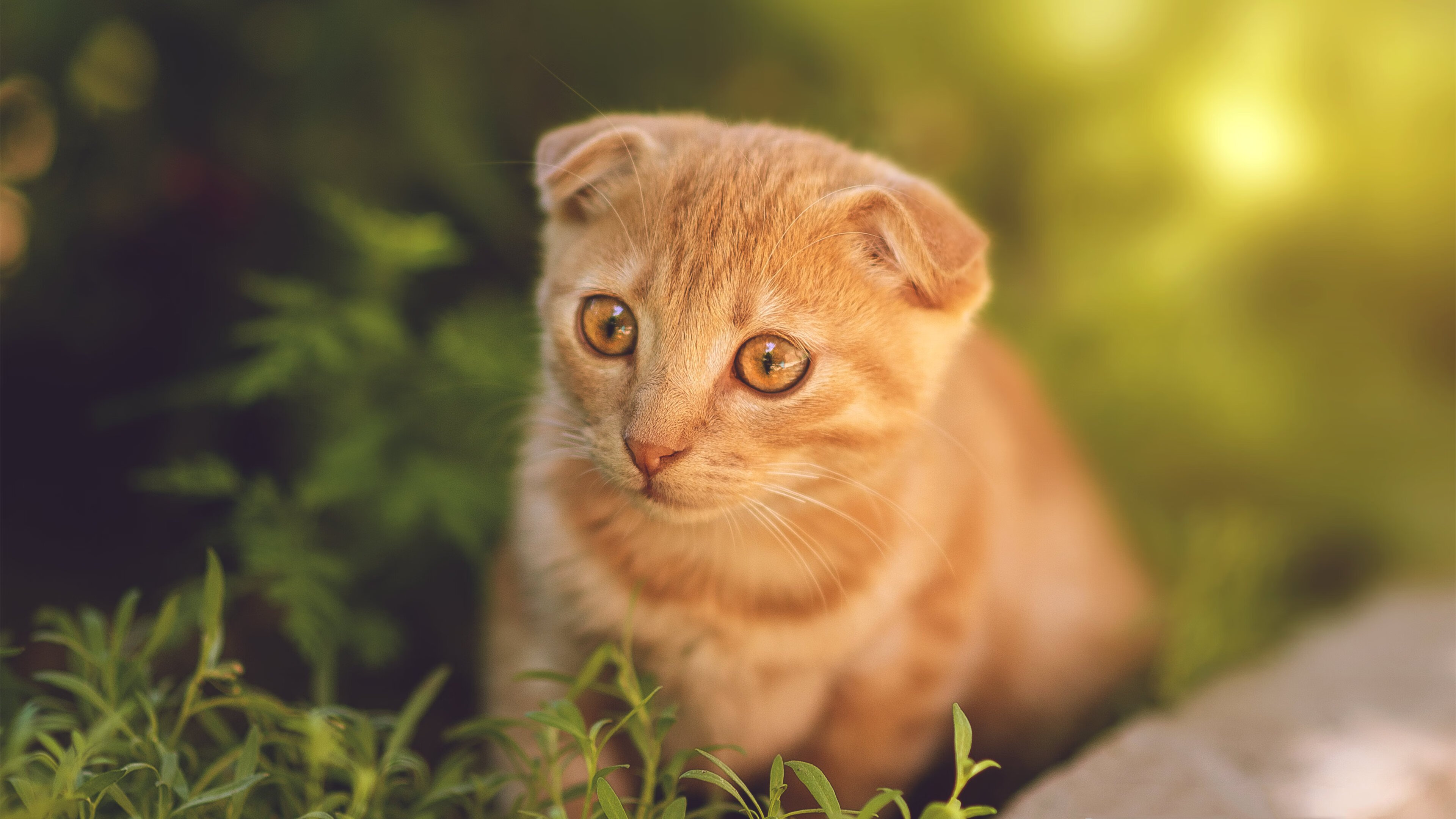 竞技场上的兵法,从爵士压制灰熊看奥运周期关键战的战略价值