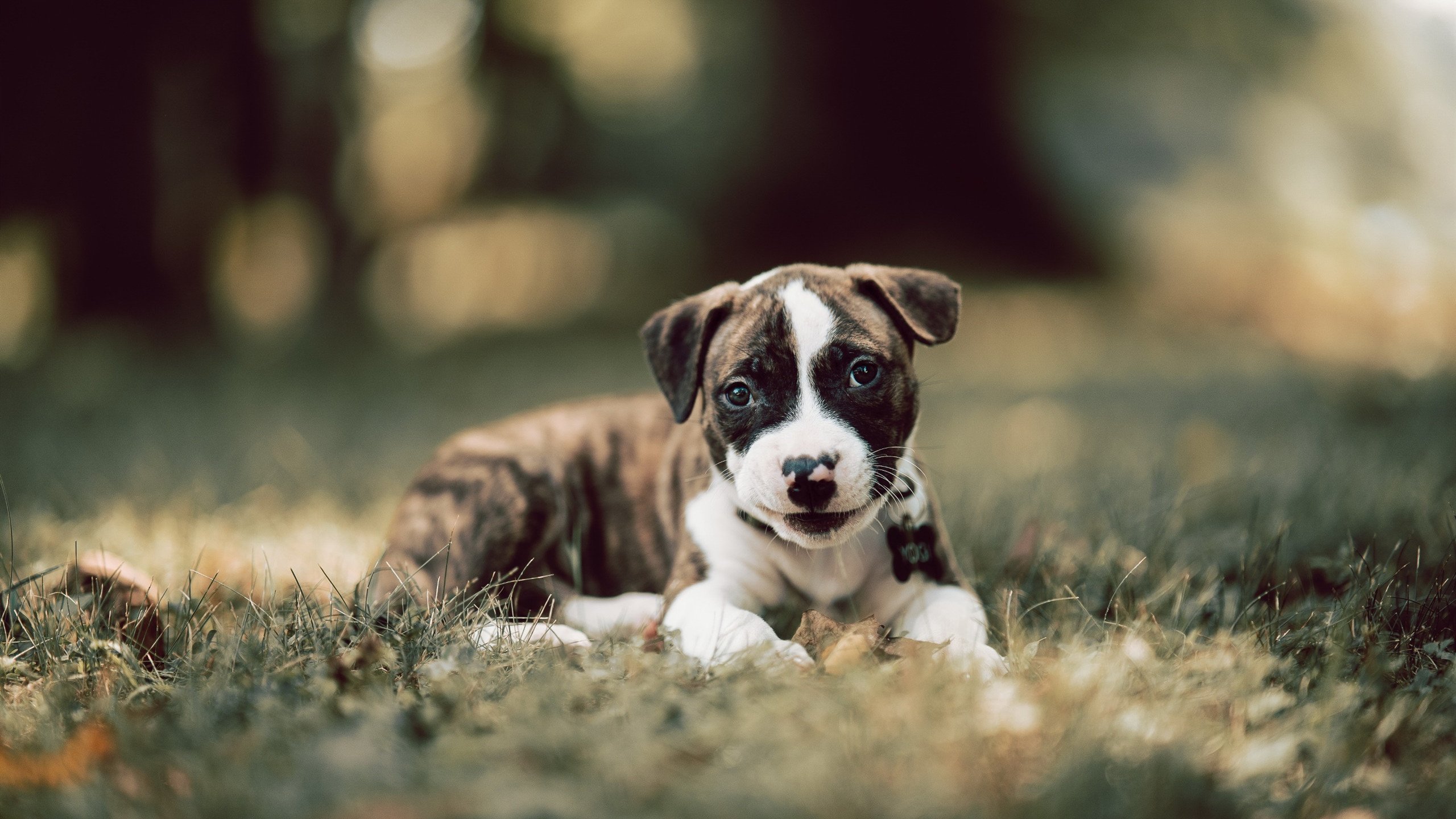 指挥家哈登,雷霆青春风暴的掌控者