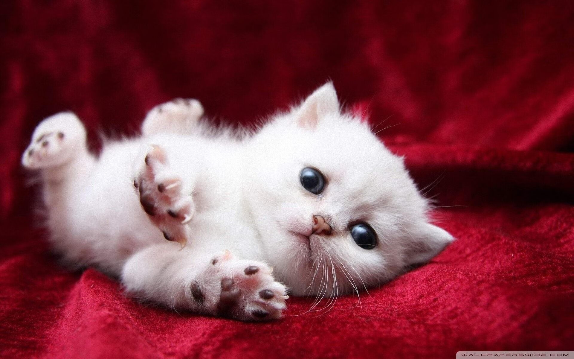 暗物质节奏吞噬能量太阳,文班亚马如何将时间折叠于掌心