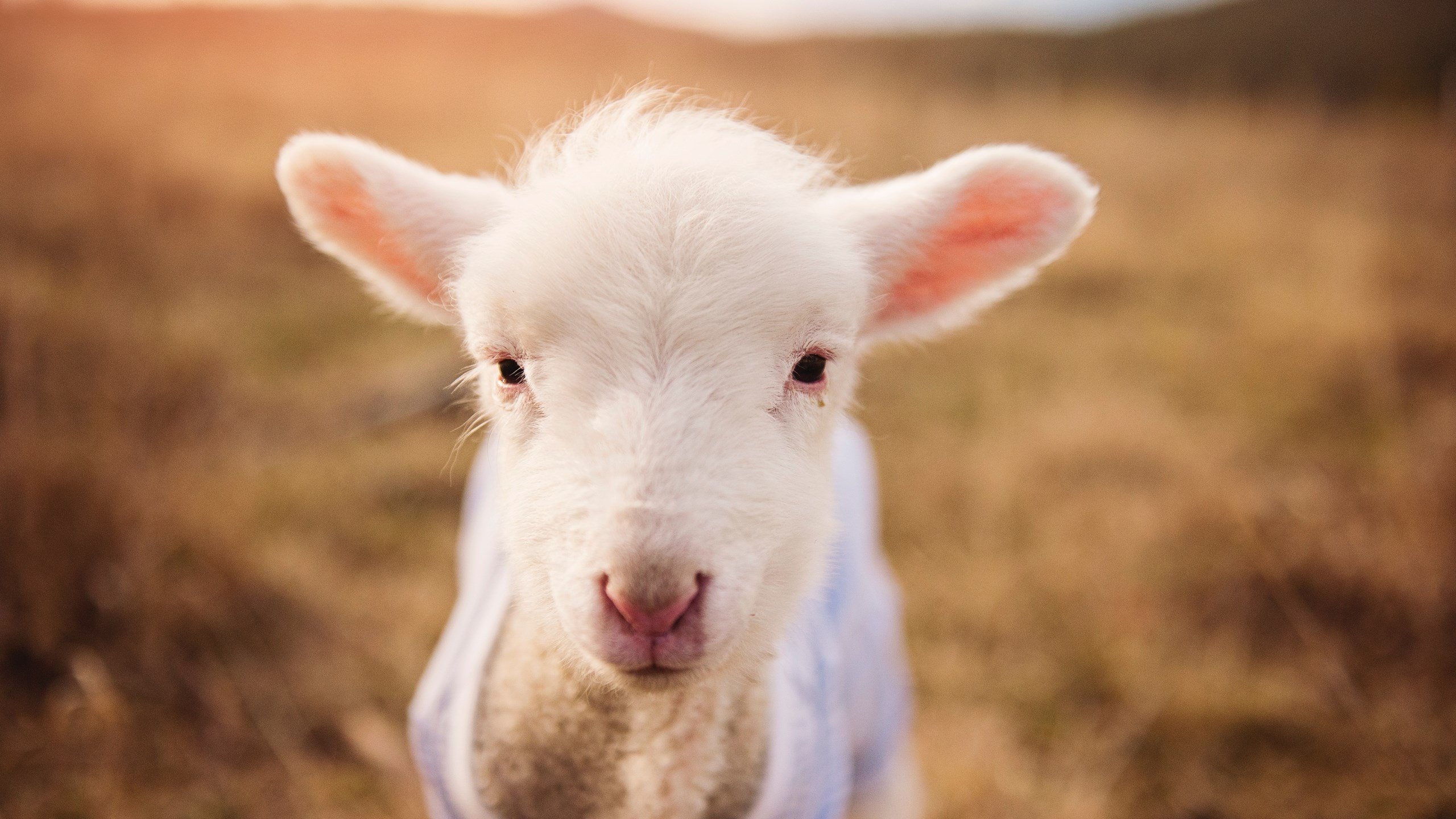 杭州大雪夜，黑马撕破金身，当恩比德将火焰注入古都的冰封心脏