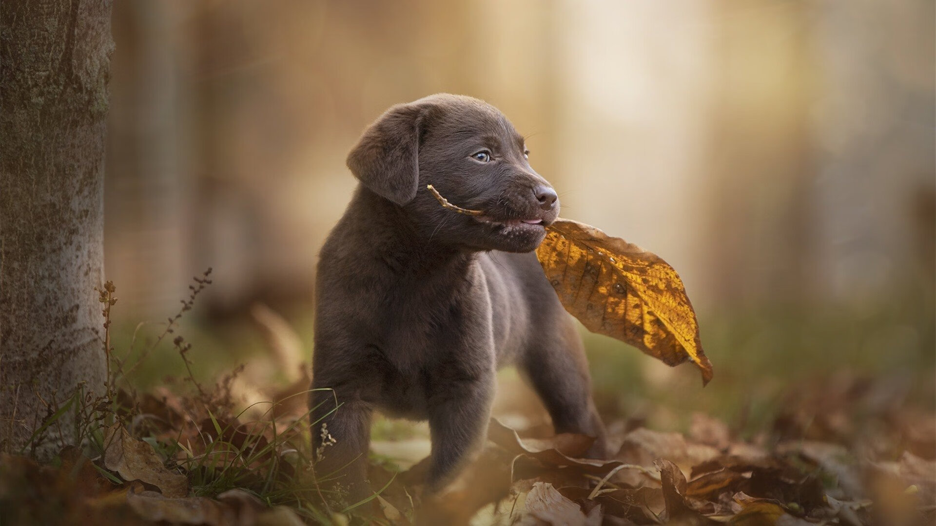 文班亚马的证明之战,当2米24的独角兽无惧争议,率领广厦击败鹈鹕点燃中美篮球圈