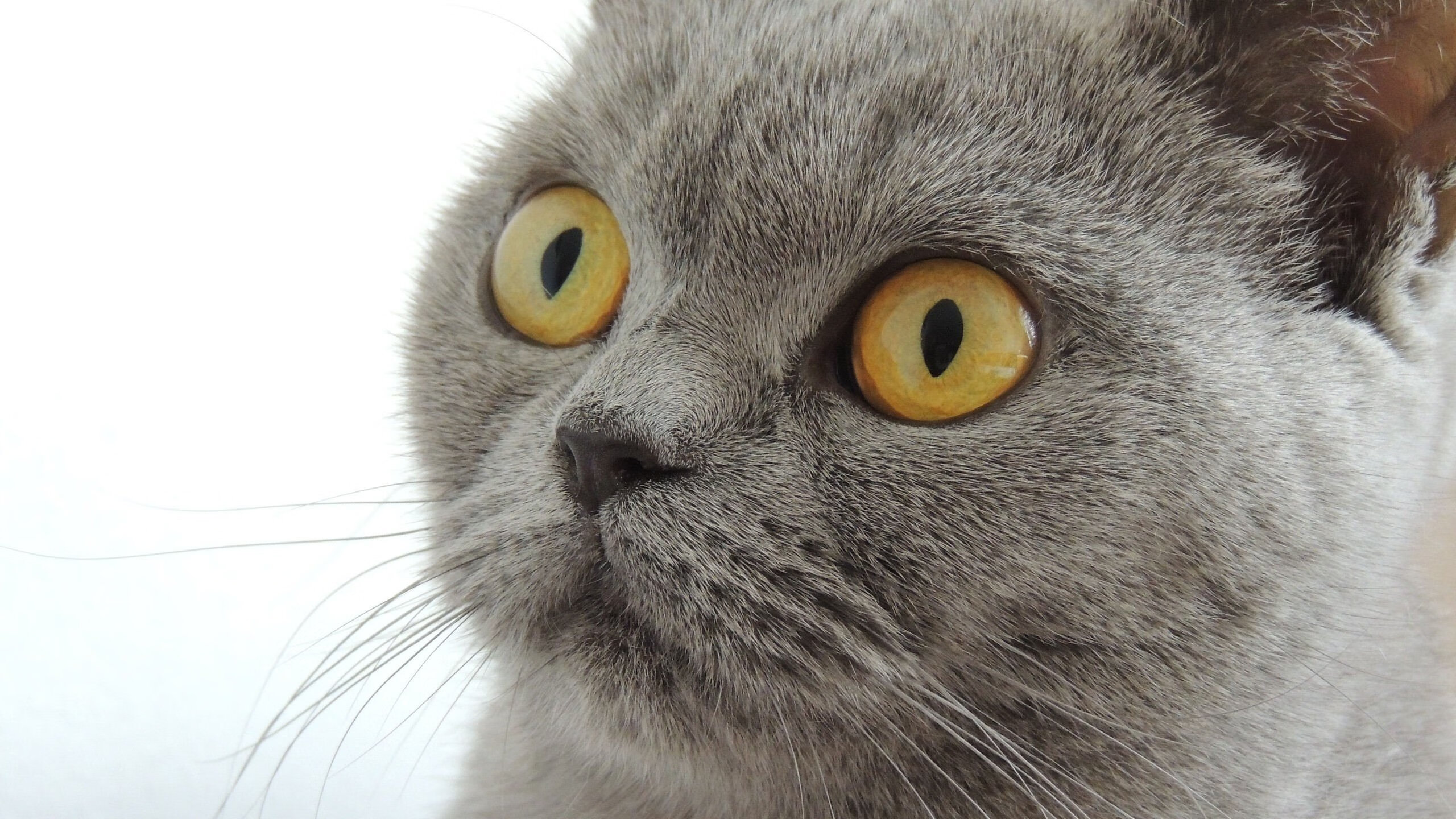 时空交错的一夜，当塞维利亚的红白浪潮吞没德国战车