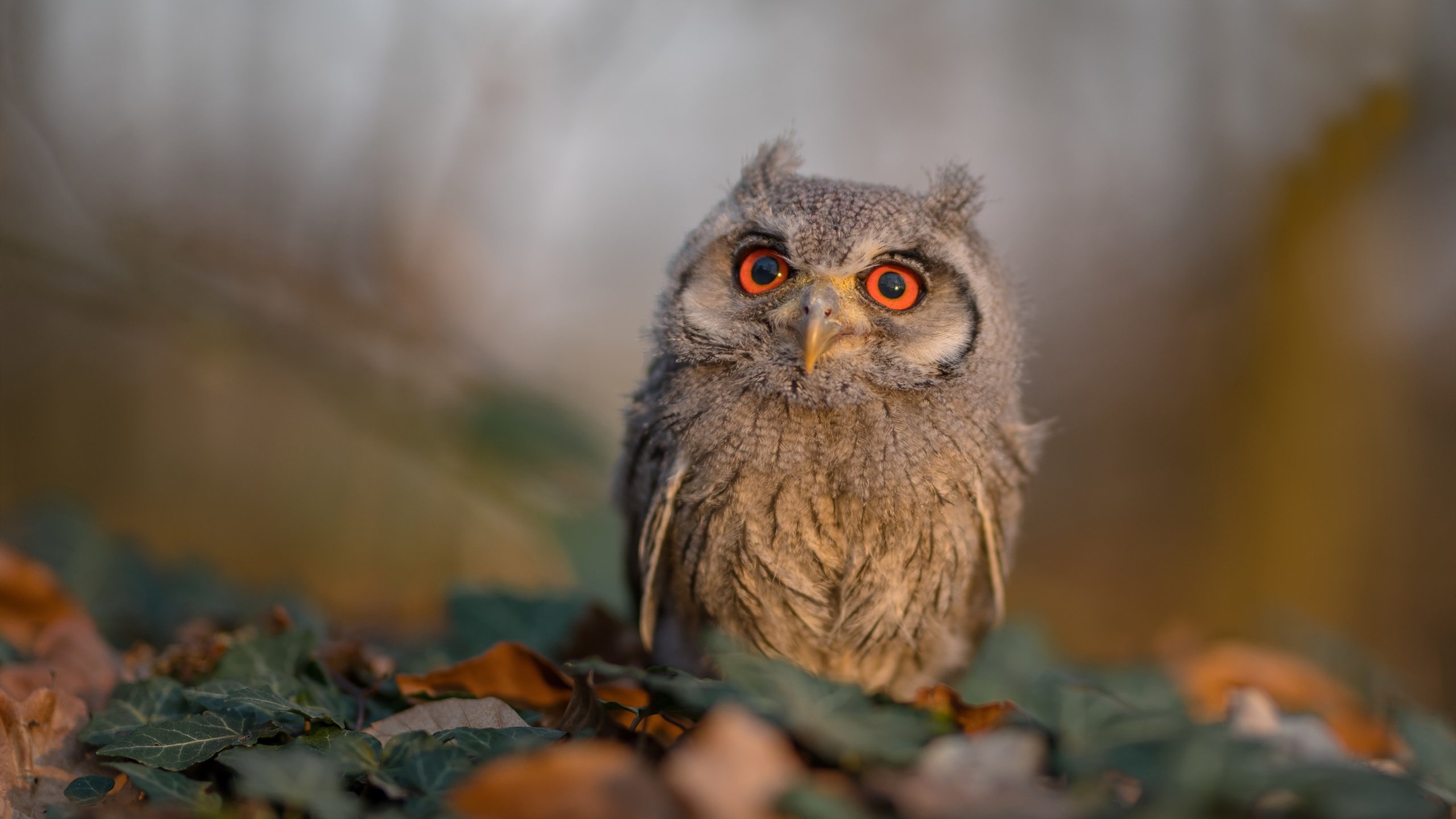 当北境雄鹰遭遇南美猛虎，贝林厄姆爆发助新西兰强压哥伦比亚之谜