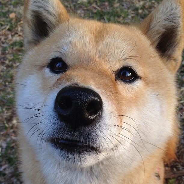 跨洋夜战,双塔奇谋!约基奇逆天封盖终结悬念,掘金抢七加时险胜上海队