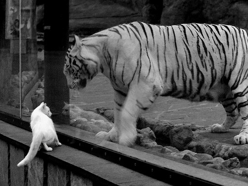 里昂碾压秘鲁,赖斯在世界排名争夺战中接管比赛