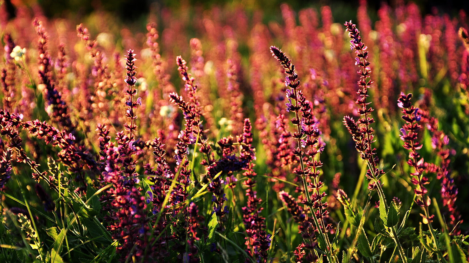 硬仗如画，太阳击败公牛，浓眉以稳定性绘出胜利的唯一底色