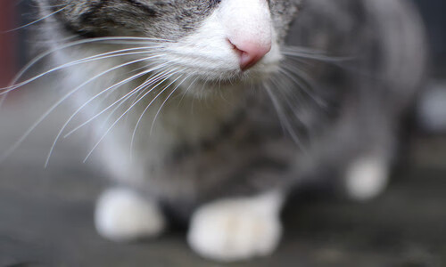 技术壁垒，卡塞米罗以教科书式防守为阿森纳的加时赛胜利写下最苦涩注脚