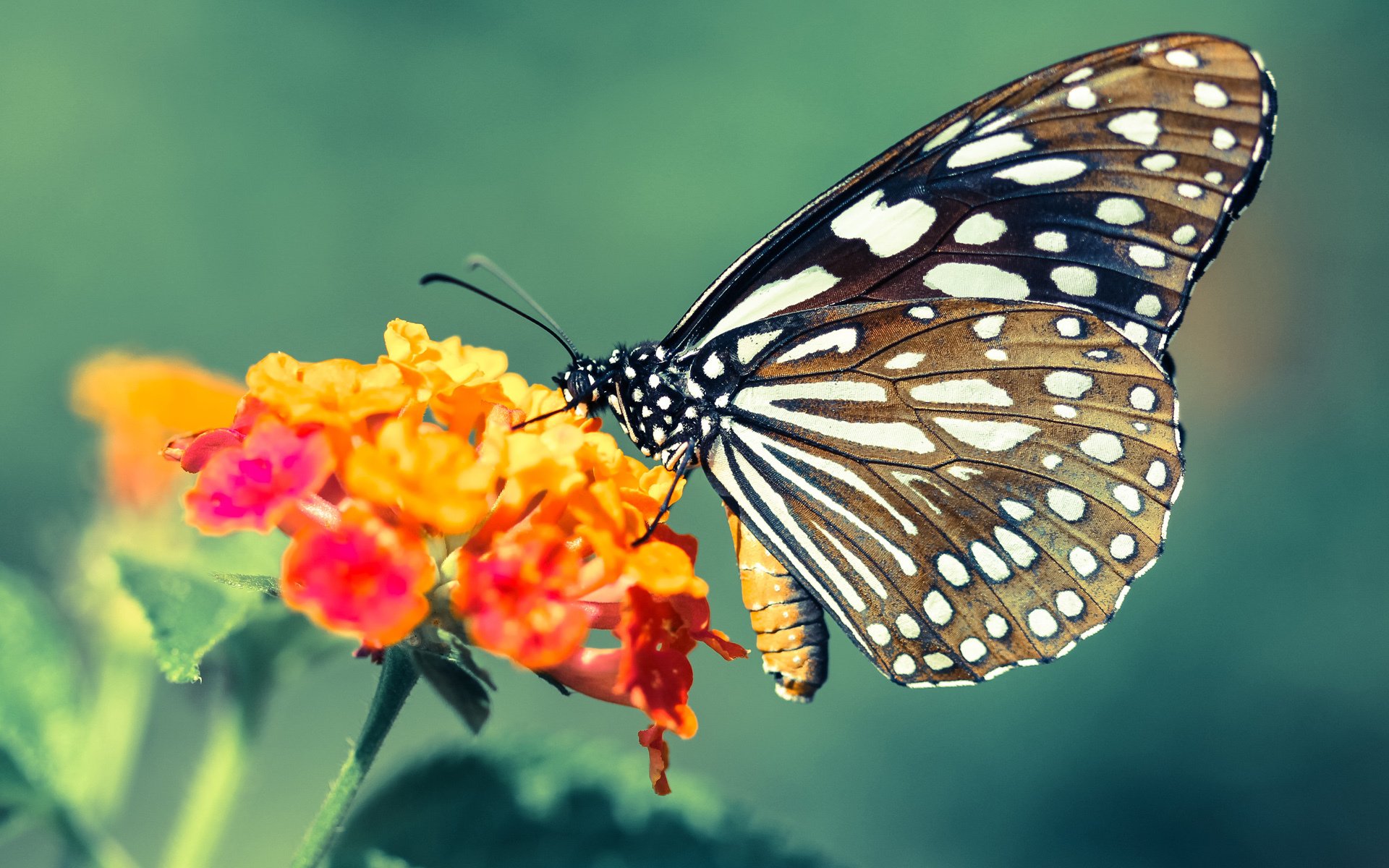 压哨绝响，世界排名边线上的数学革命与拉亚的反算法进球