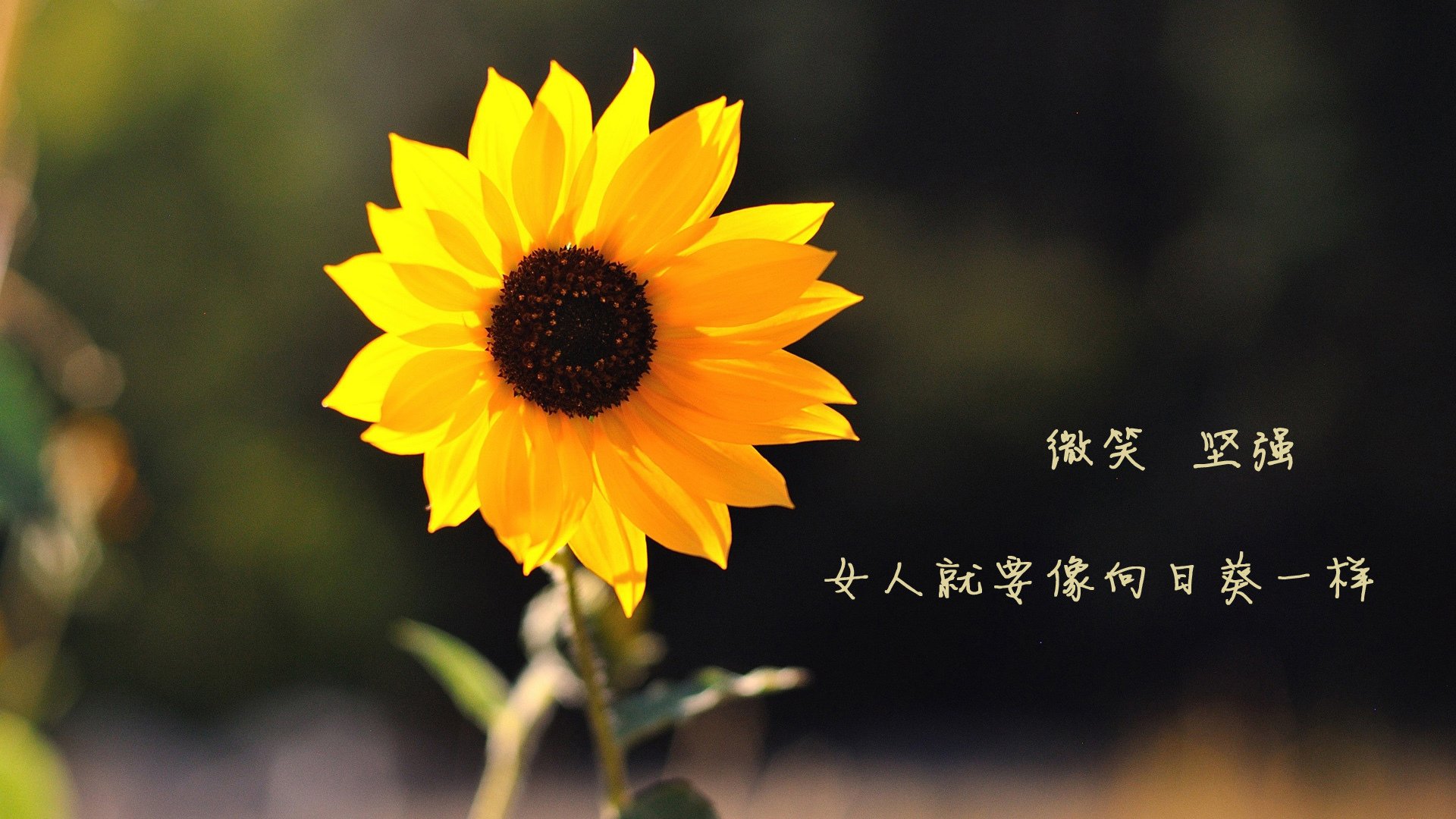 93分钟的上帝之手，一个英格兰人，在比利时，写下2026世界杯最孤勇的绝唱