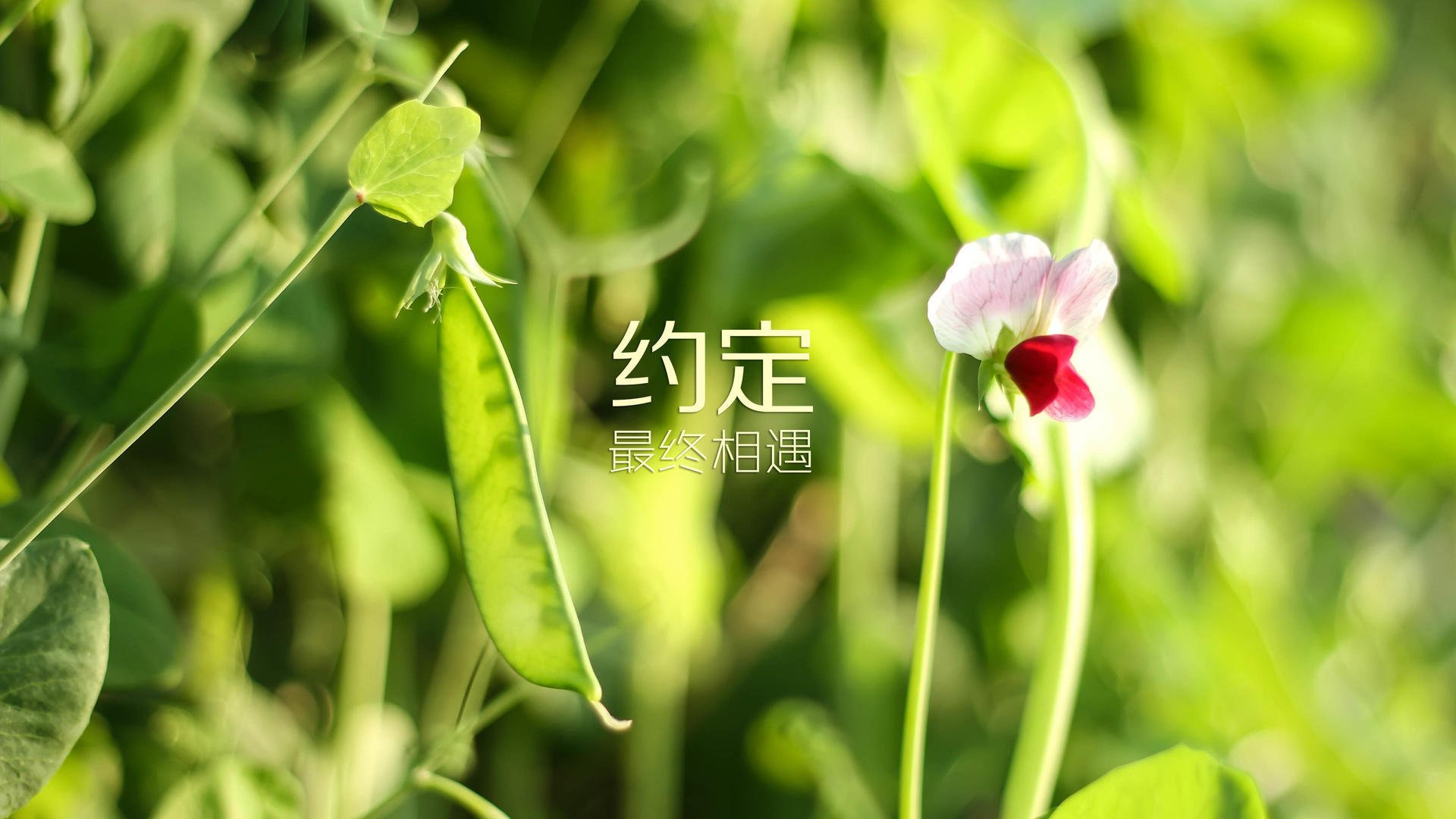 冰与火的终章，2026，当维京战吼撕裂安第斯山脉，凯恩在废墟上加冕